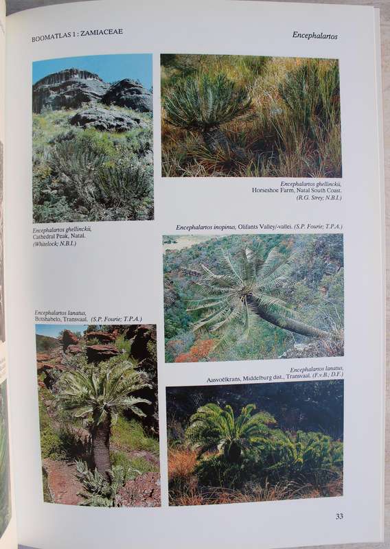 TREE ATLAS OF SOUTHERN AFRICA - BOOMATLAS VAN SUIDER AFRIKA Cycads