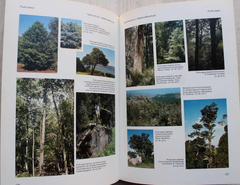 TREE ATLAS OF SOUTHERN AFRICA - BOOMATLAS VAN SUIDER AFRIKA Cycads