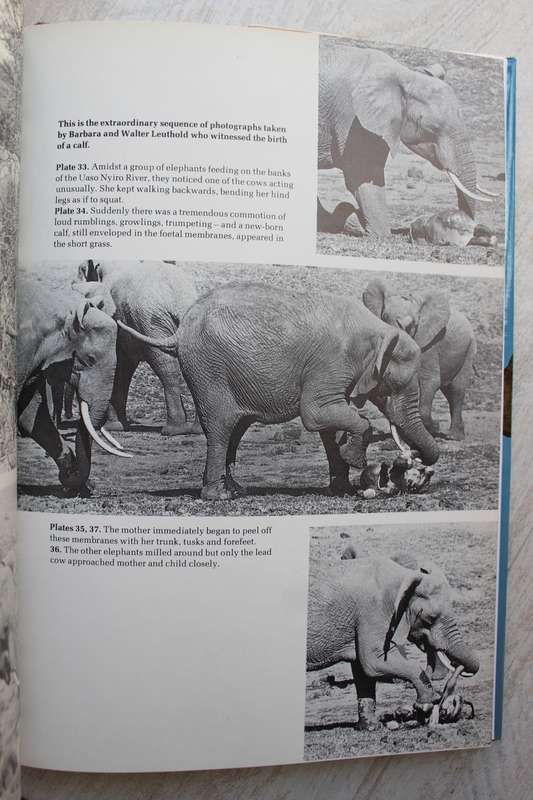 A Struggle for Survival: The Elephant Problem - Hanks, John