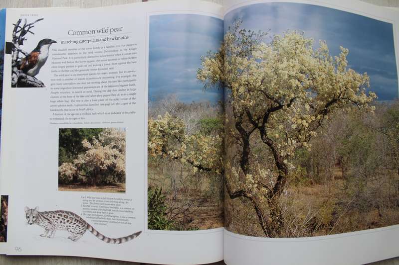 Bushveld Trees: Lifeblood of the Transvaal Lowveld - Malcolm Funston