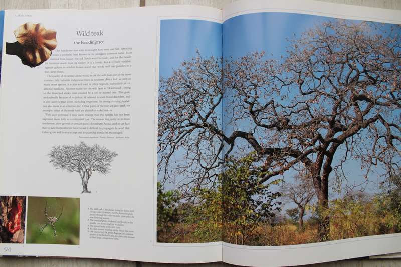 Bushveld Trees: Lifeblood of the Transvaal Lowveld - Malcolm Funston