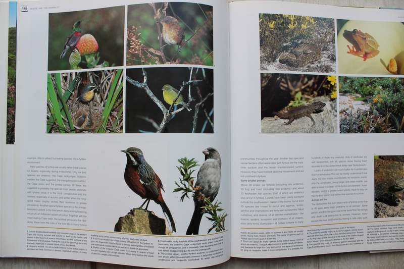 Fynbos. South Africa's unique floral kingdom. Richard Cowling, Dave Richardson
