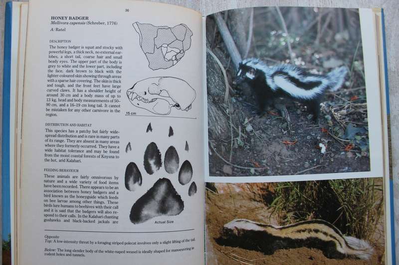 Predators of Southern Africa by Hans Grobler, Anthony Hall-Martin, Clive Walker