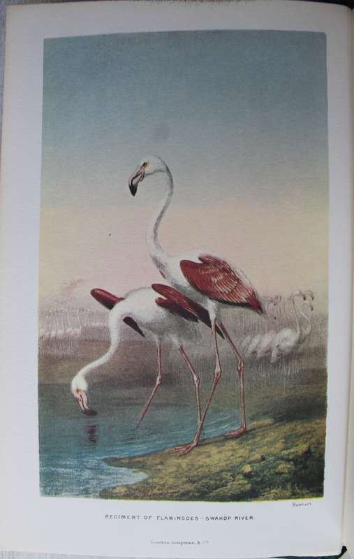 Explorations in South-West Africa -  Thomas Baines