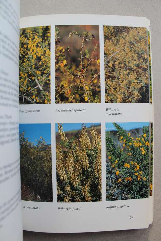 Weskus Veldblomgids van Suid-Afrika 7 - Teks deur John Manning & Peter Goldbatt