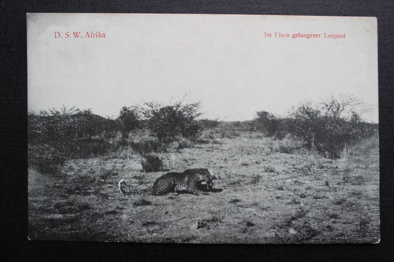 Post Card postcard DSWA Deutsch Sud-West-Africa - Im Eisen gefangener Leopard