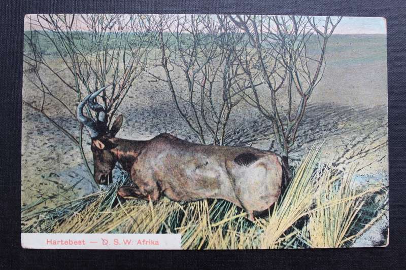 Post Card postcard DSWA hartebeest
