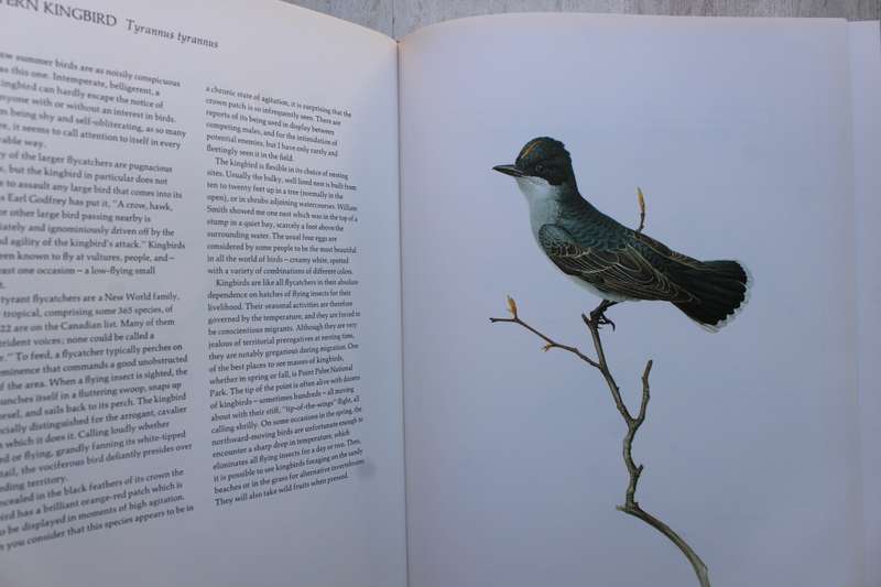 Landsdowne's Birds of the Forest / Livingston