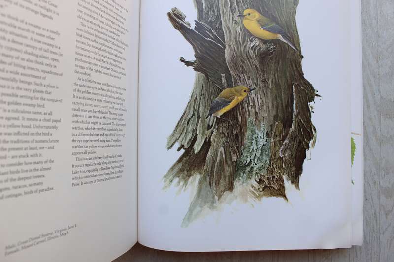 Landsdowne's Birds of the Forest / Livingston