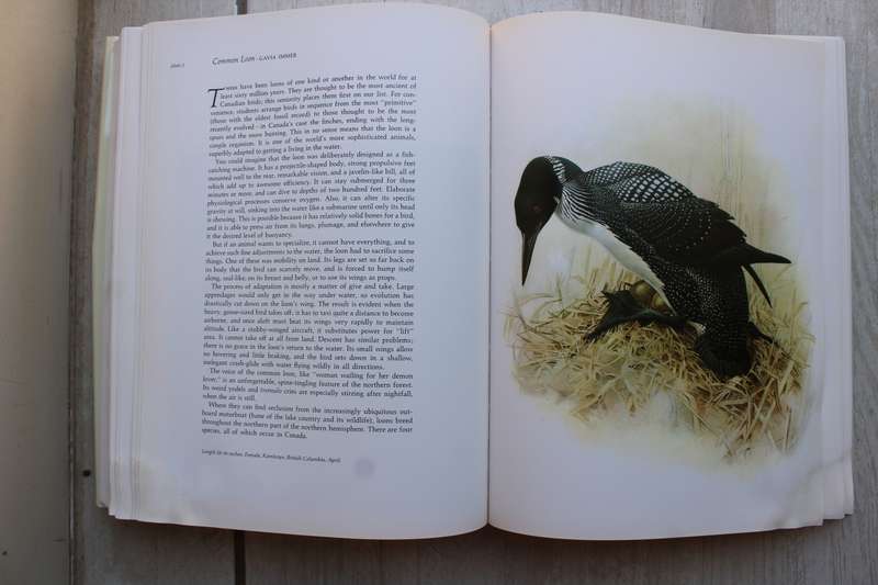Landsdowne's Birds of the Forest / Livingston