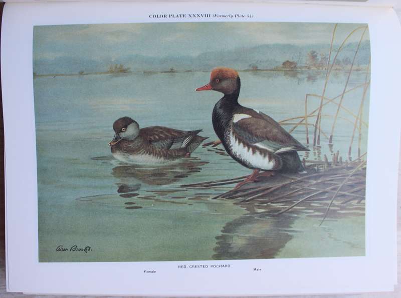 A Natural History of Ducks - John Phillips