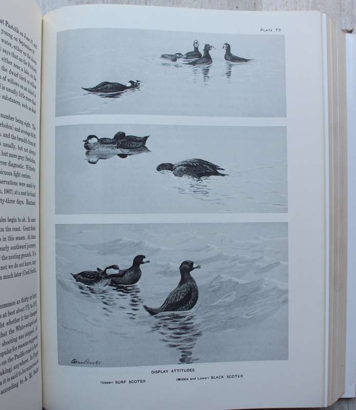 A Natural History of Ducks - John Phillips