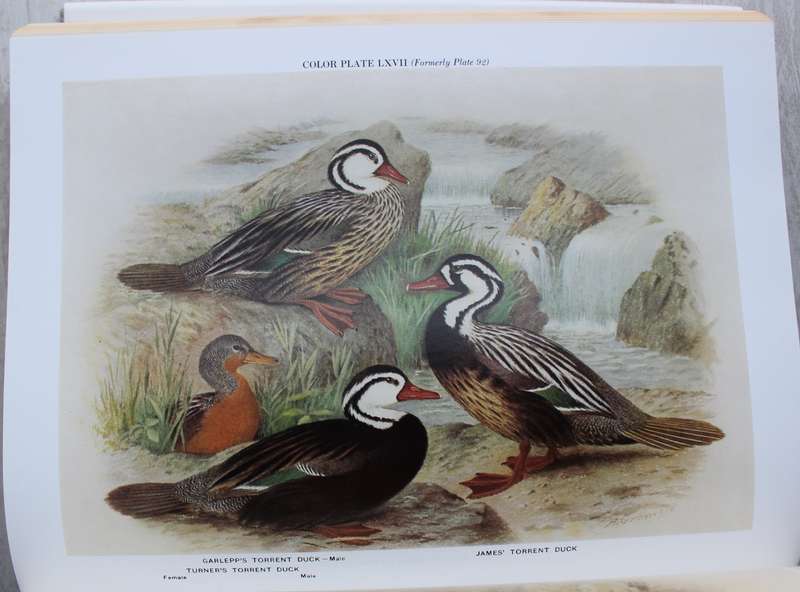A Natural History of Ducks - John Phillips
