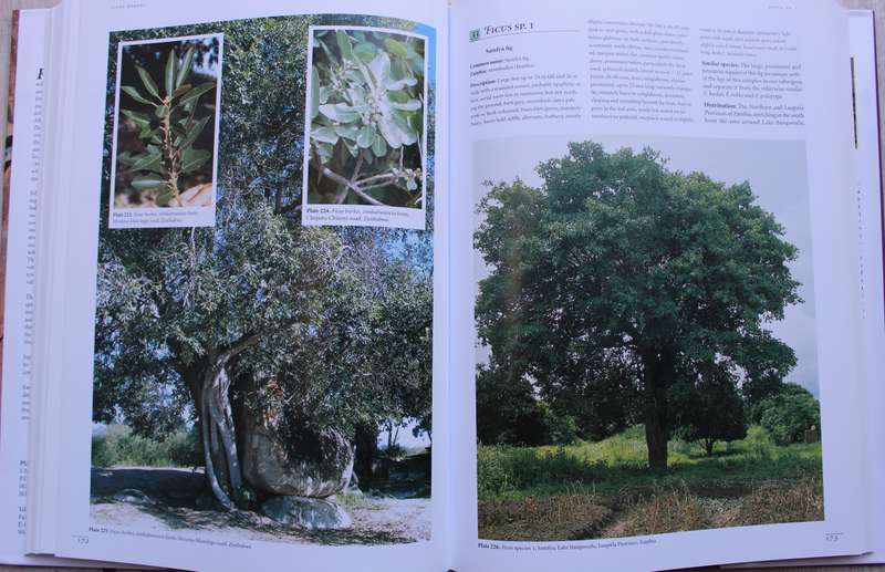 Figs of Southern & South-Central Africa by John & Sandra Burrows
