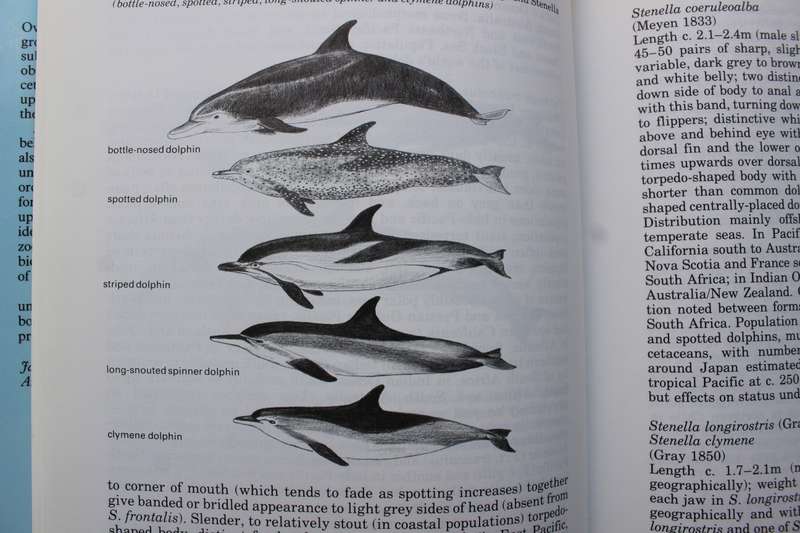 The natural history of whales and dolphins / Evans