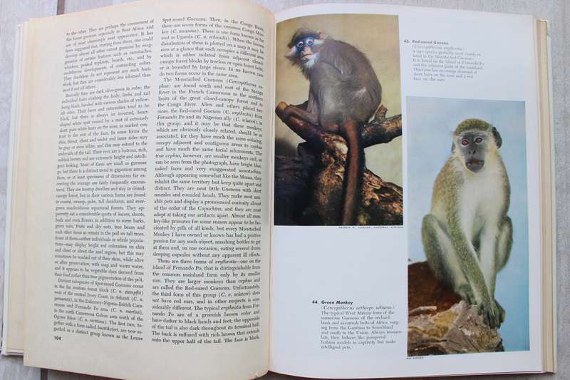 The monkey kingdom: an introduction to the primates - Sanderson