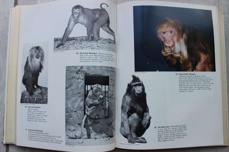 The monkey kingdom: an introduction to the primates - Sanderson