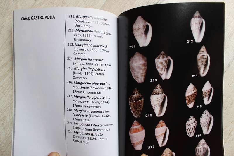 The Sea Shells of Jeffreys Bay - Steyn