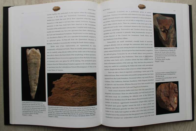 LIFE ETCHED IN STONE - FOSSILS OF SOUTH AFRICA /  COLIN MACRAE