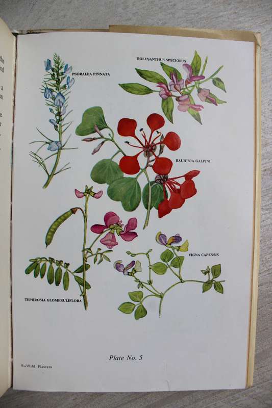 The Wild Flowers of Southern Africa - Natal, a pocket guide / Wright