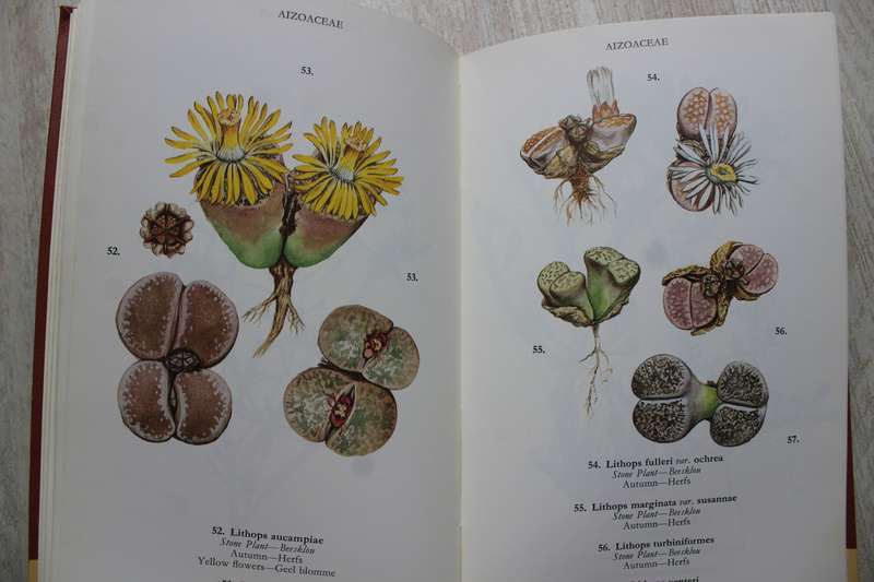 Wild Flowers of the Northern Cape/ Veldblomme van Noord-Kaapland - Jill Adams