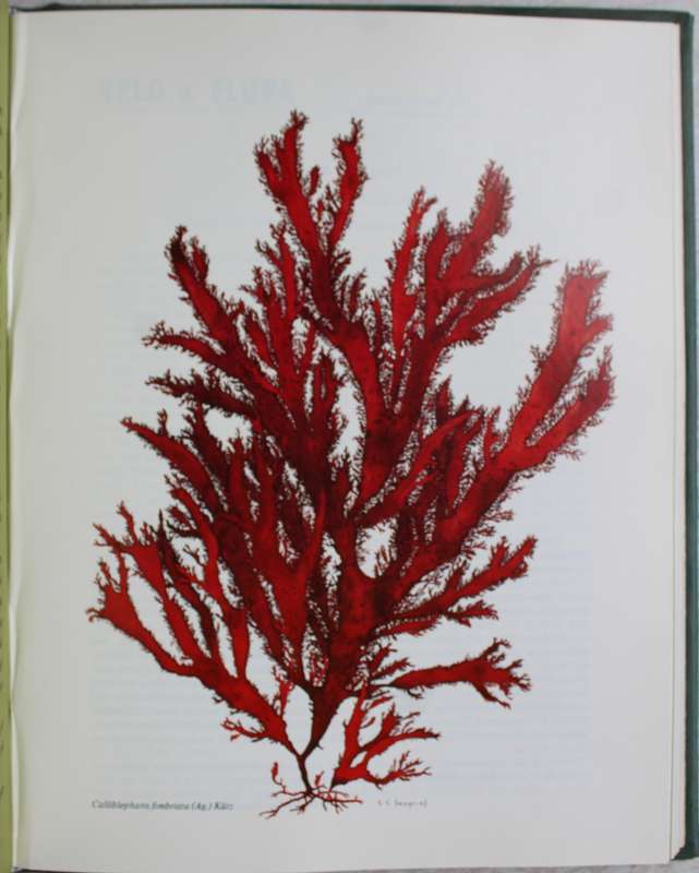 Veld and Flora in leather binding