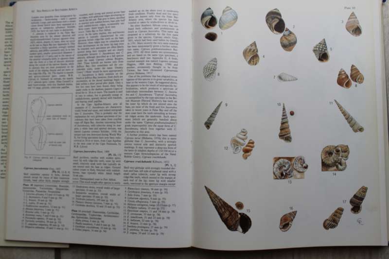 Sea Shells of Southern Africa - Richard Kilburn, Elizabeth Rippey