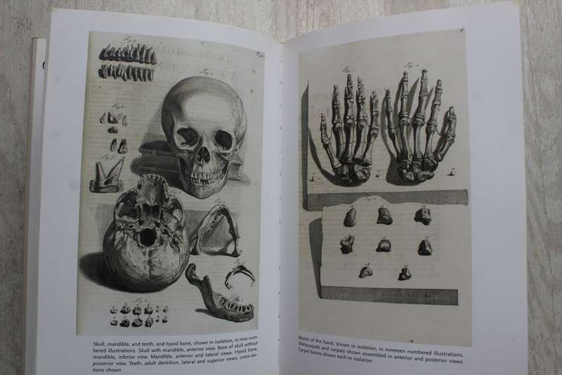 Human Anatomy: Depicting the Body from the Renaissance to Today  - Rifkin