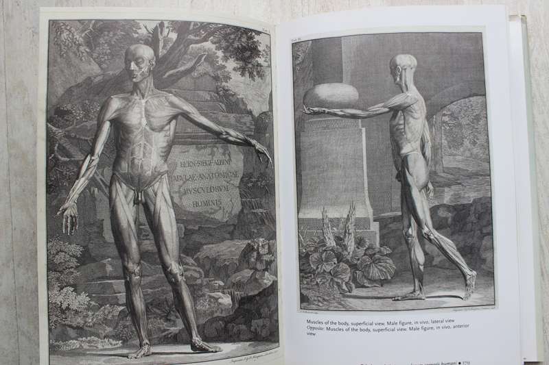 Human Anatomy: Depicting the Body from the Renaissance to Today  - Rifkin