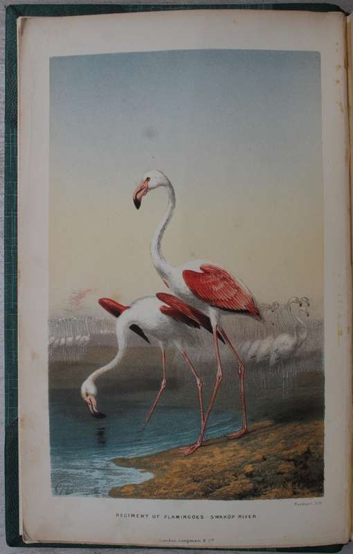 Explorations in South-West Africa -  Thomas Baines