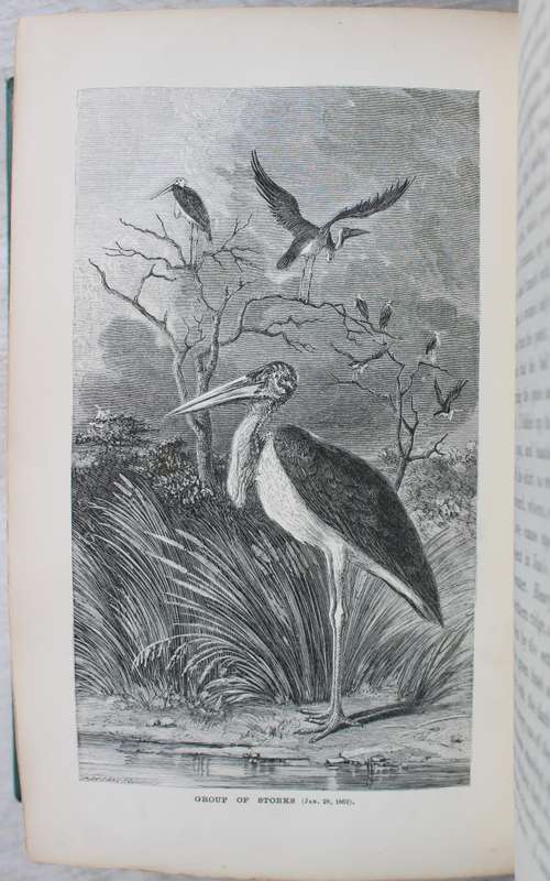 Explorations in South-West Africa -  Thomas Baines