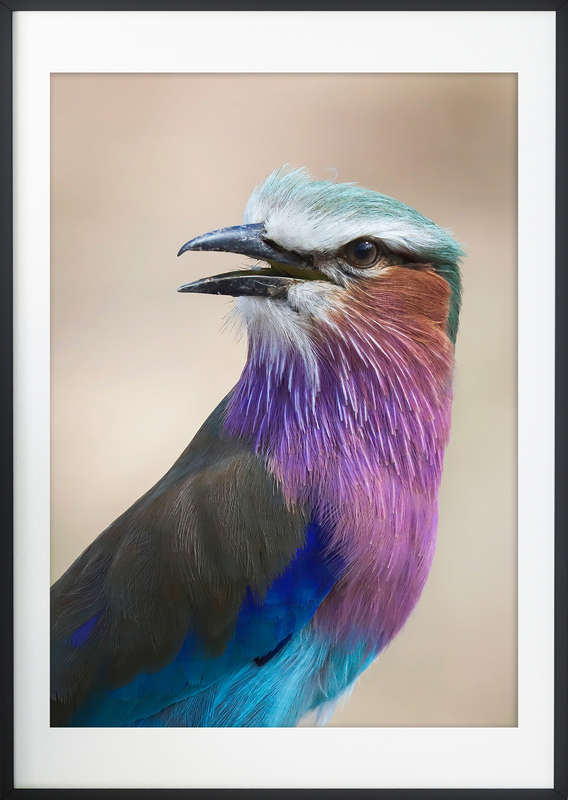 Nature's Canvas - Wildlife Print