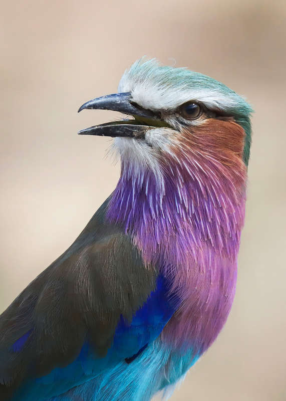 Nature's Canvas - Wildlife Print