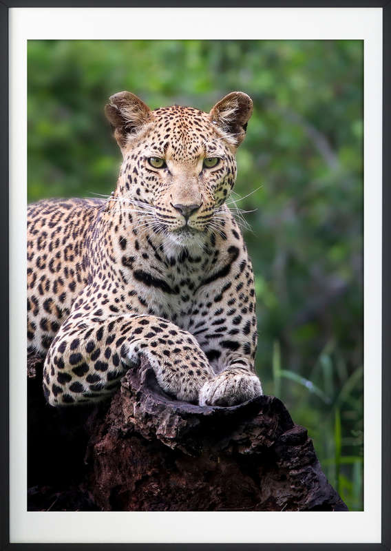 Deep in the Jungle - Wildlife Print