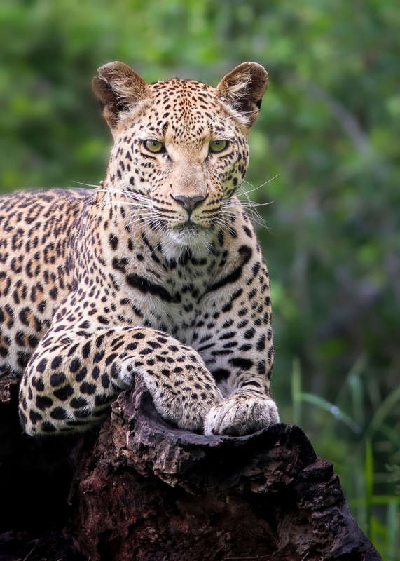 Deep in the Jungle - Wildlife Print
