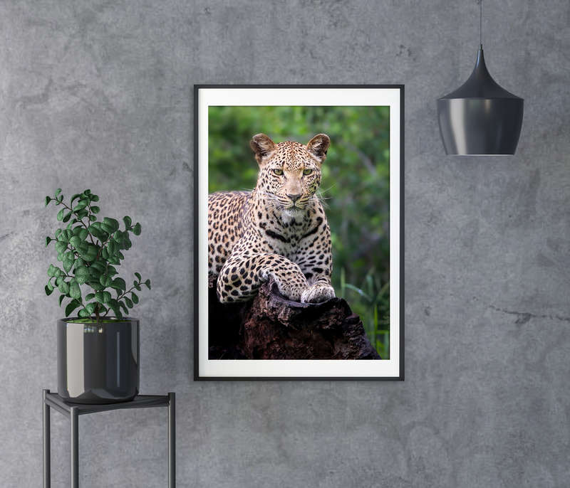 Deep in the Jungle - Wildlife Print