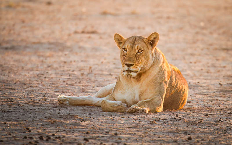 Kgalagadi Sunset - Wildlife Print
