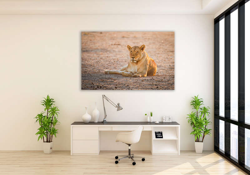 Kgalagadi Sunset - Wildlife Print