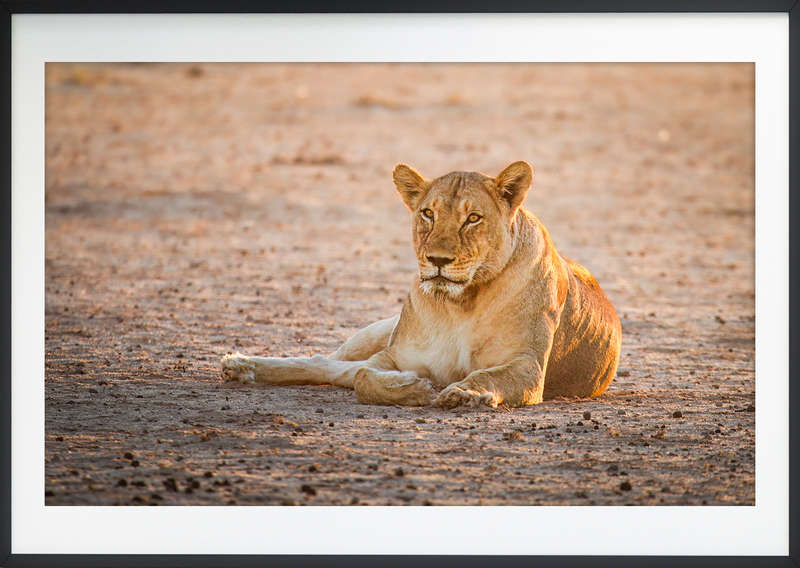 Kgalagadi Sunset - Wildlife Print