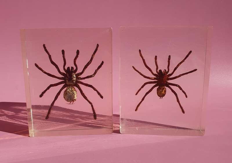 Genuine Large Spider Incased in Resin Set