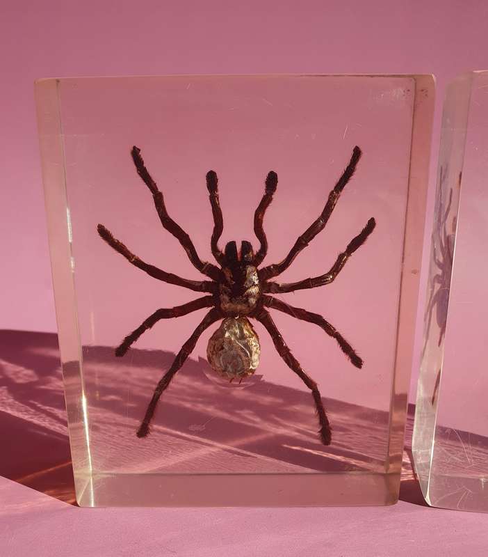 Genuine Large Spider Incased in Resin Set