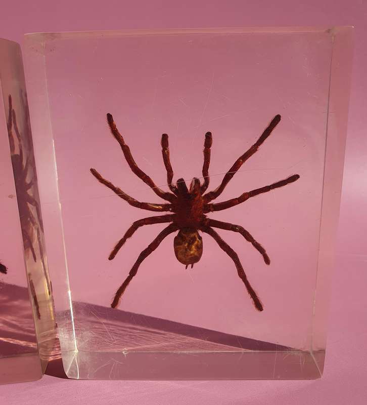Genuine Large Spider Incased in Resin Set