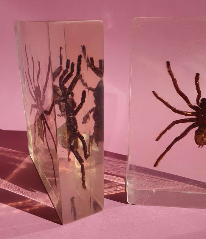 Genuine Large Spider Incased in Resin Set