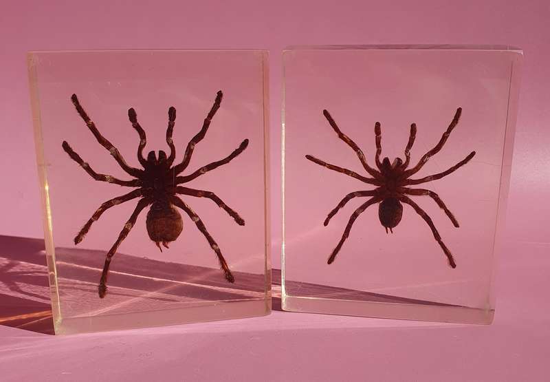 Genuine Large Spider Incased in Resin Set