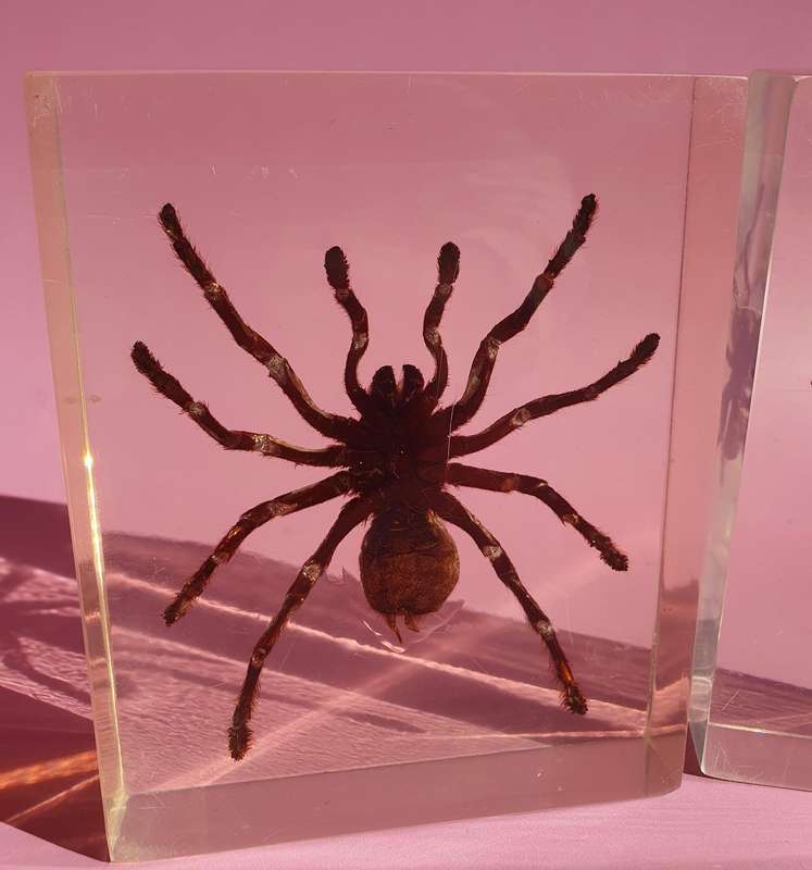 Genuine Large Spider Incased in Resin Set