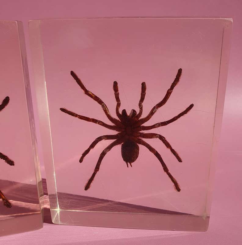 Genuine Large Spider Incased in Resin Set