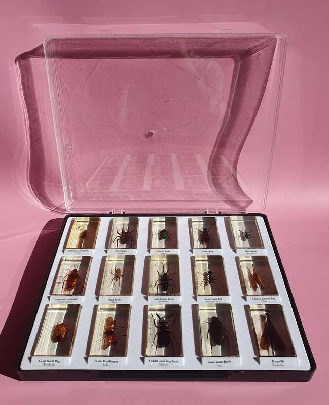 Large Collection of Genuine Insects in Resin with Case 15x