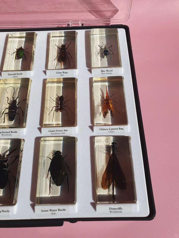 Large Collection of Genuine Insects in Resin with Case 15x