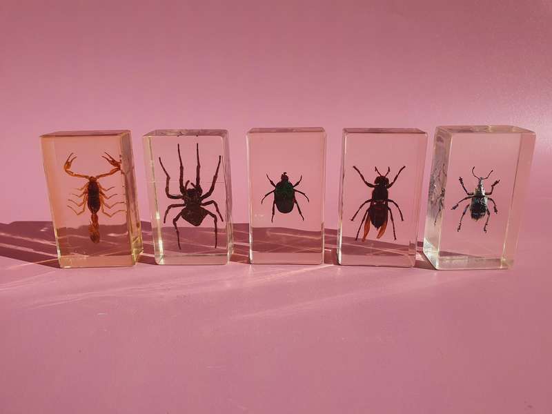 Large Collection of Genuine Insects in Resin with Case 15x