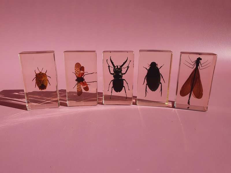 Large Collection of Genuine Insects in Resin with Case 15x